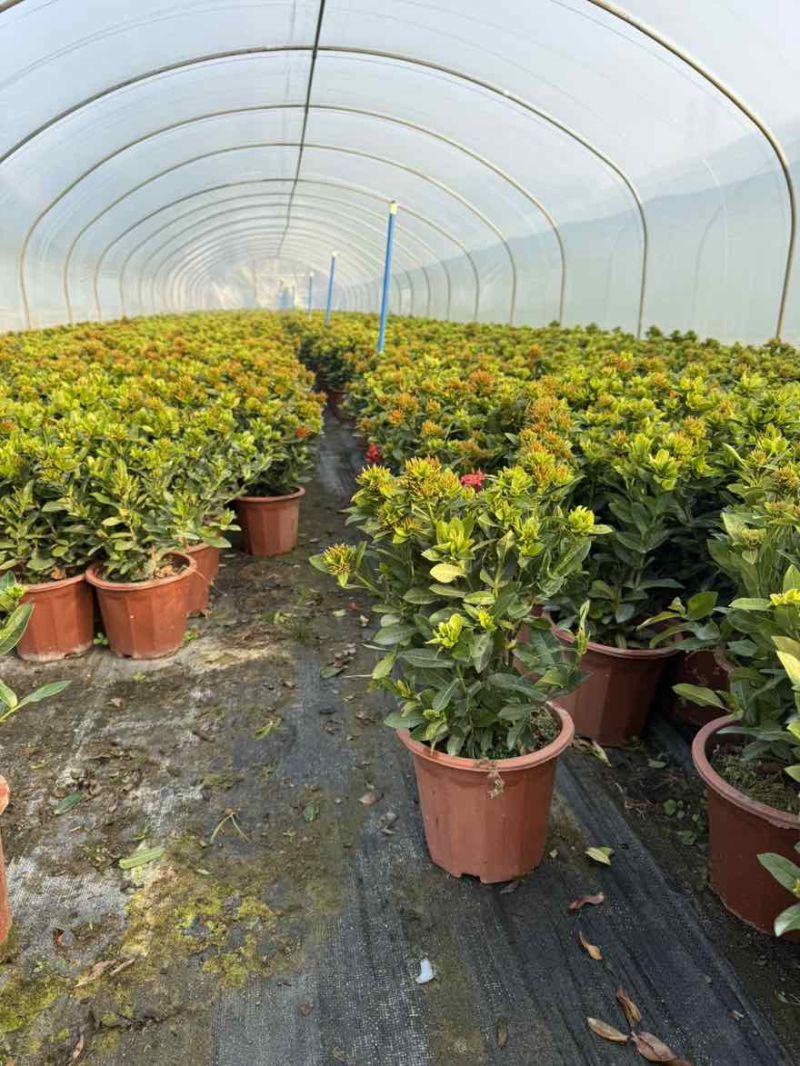 龙船花盆苗25-40高，大量低价出售