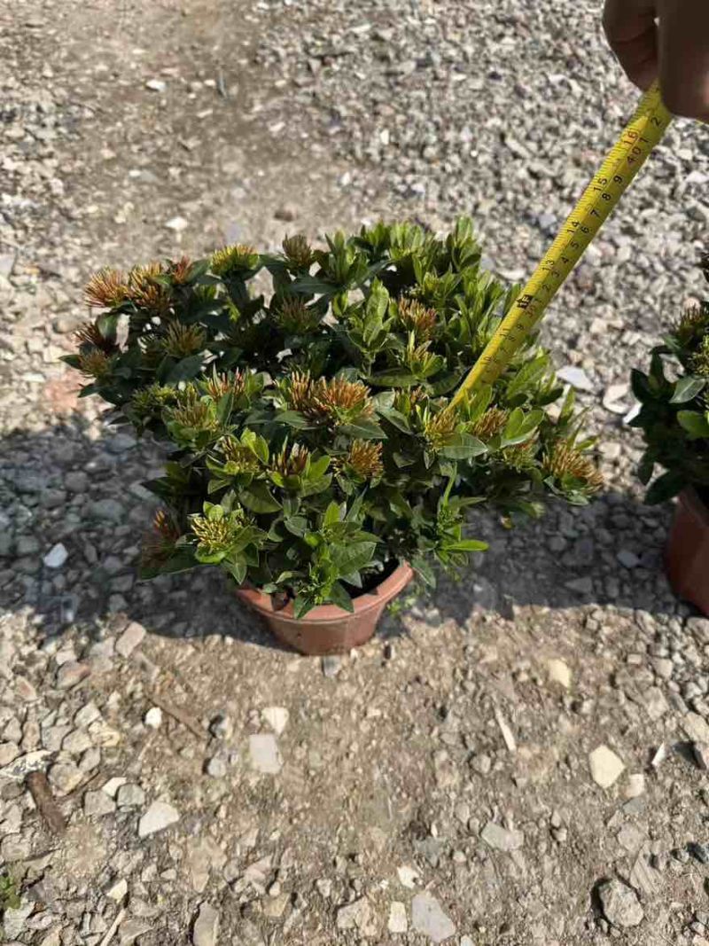 龙船花盆苗25-40高，大量低价出售