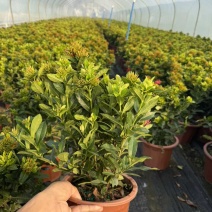 龙船花盆苗25-40高，大量低价出售