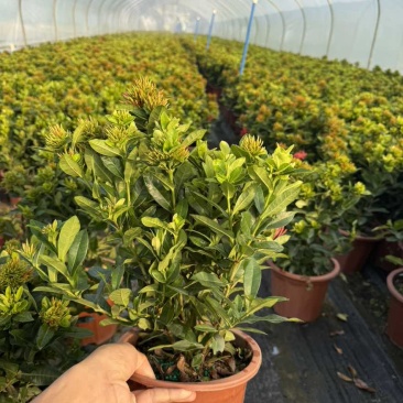 龙船花盆苗25-40高，大量低价出售