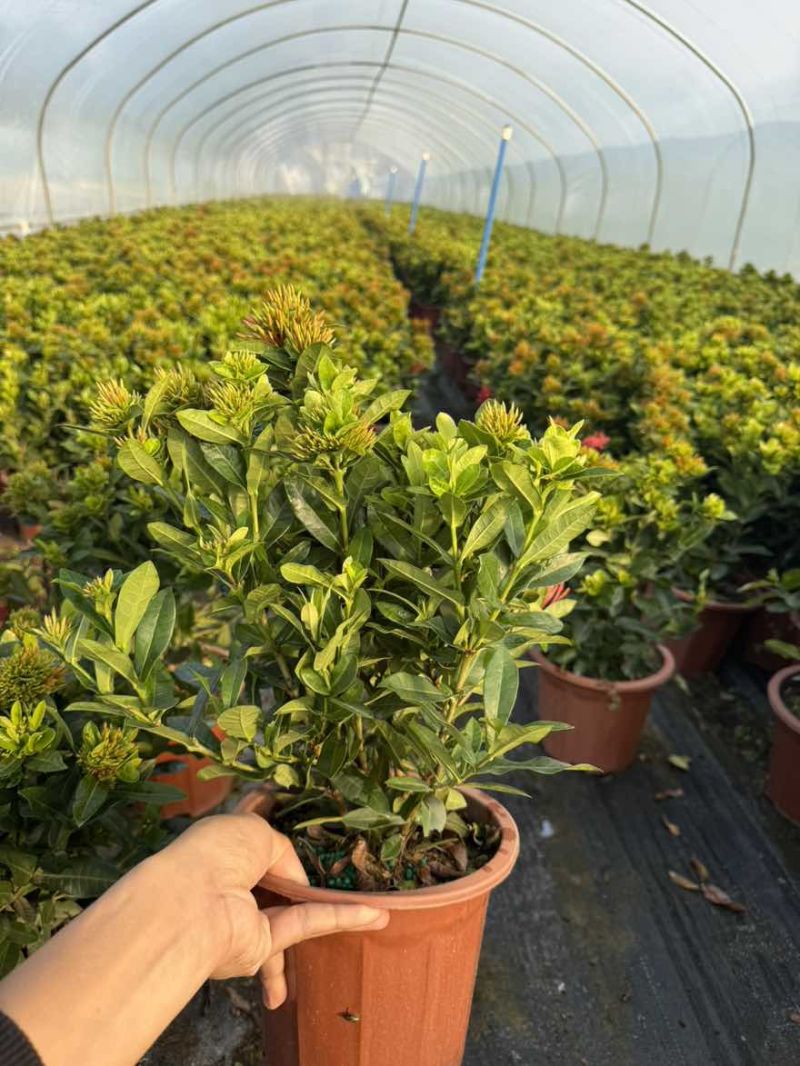 龙船花盆苗25-40高，大量低价出售