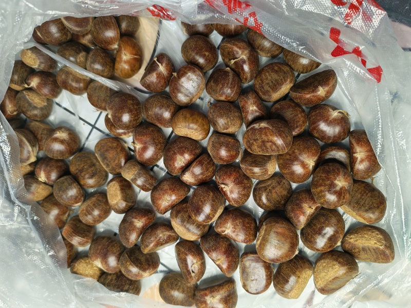 清库存出售老树特选，大标，小标，无虫坏，品质好价格美丽