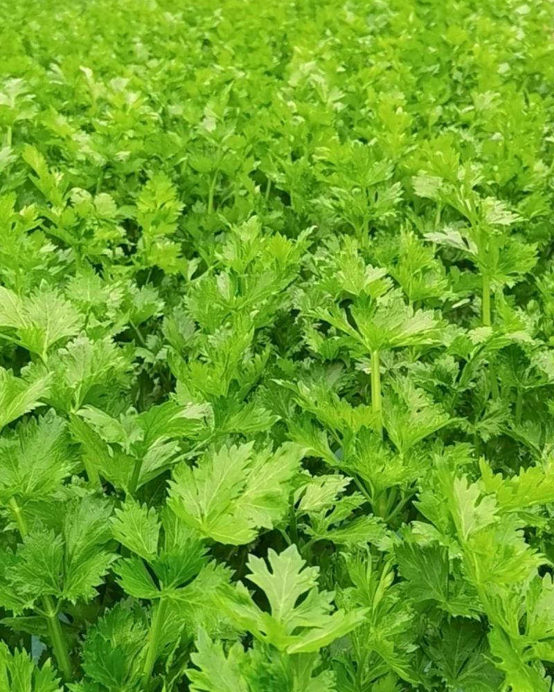芹菜