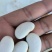 白芸豆大量有货