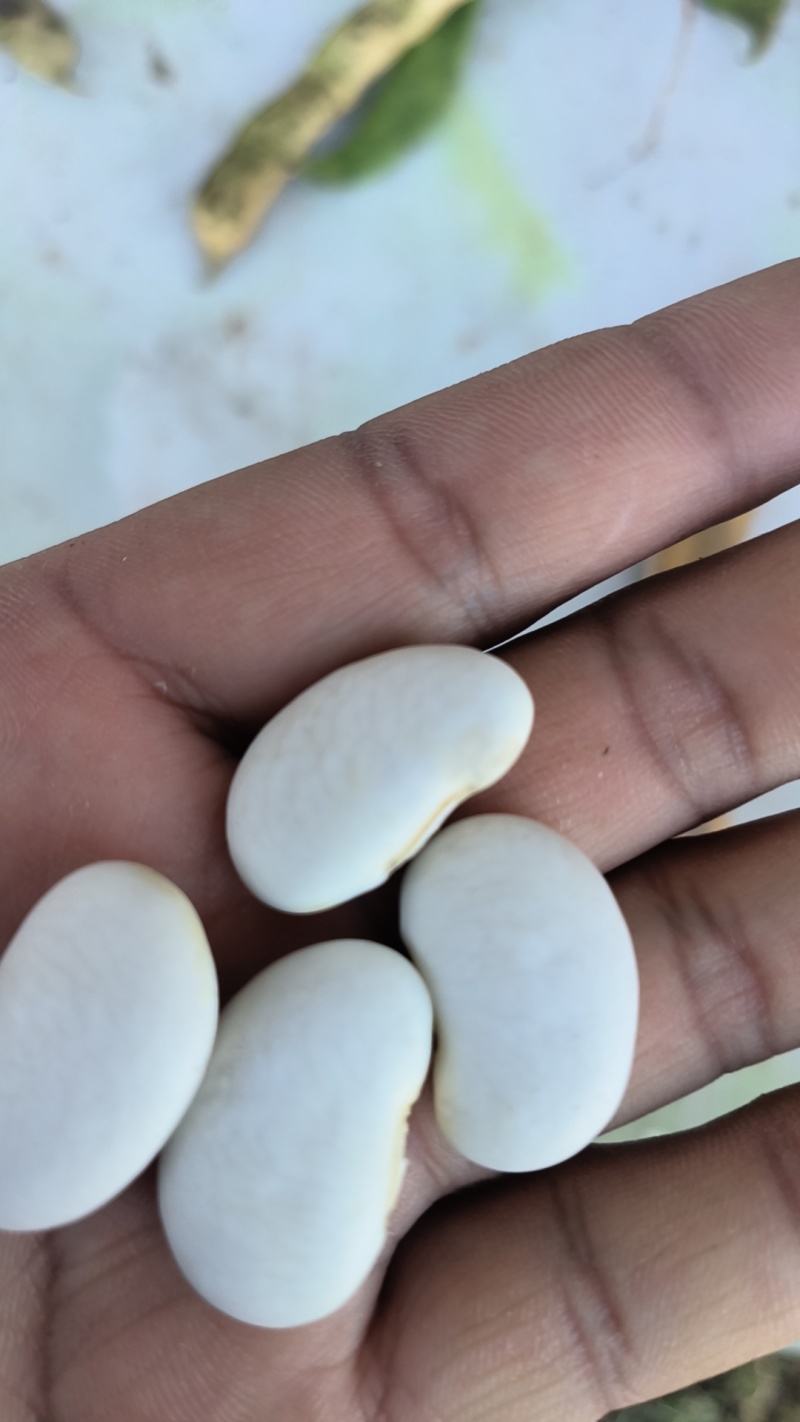 白芸豆大量有货