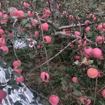 陕西乾县红富士苹果（片红烟富、条红双矮）