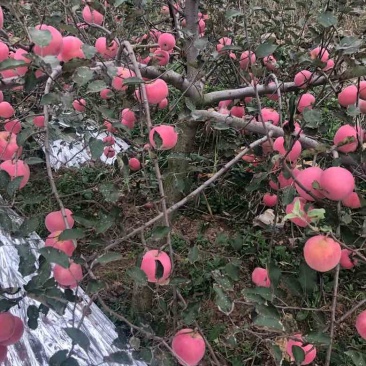 陕西乾县红富士苹果（片红烟富、条红双矮）