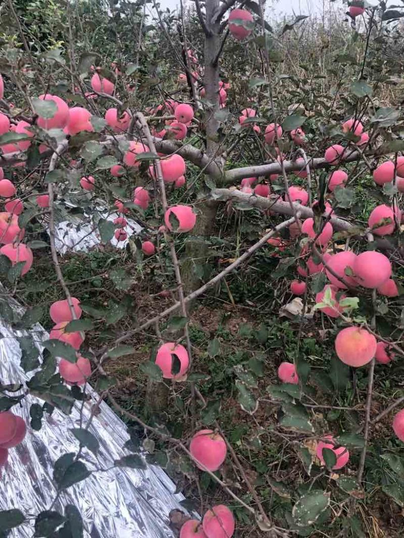 陕西乾县红富士苹果（片红烟富、条红双矮）