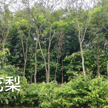 处理D7~8cm黄花梨3500株，45元上车