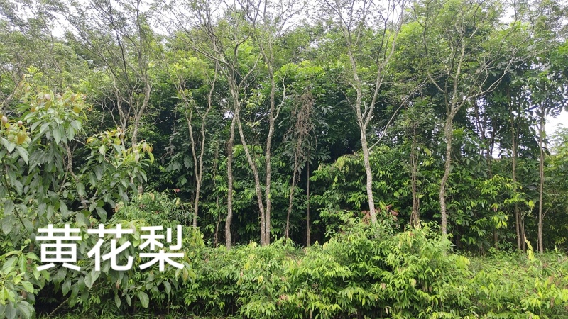处理D7~8cm黄花梨3500株，45元上车