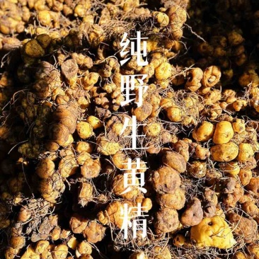 野生悬崖甜黄精
