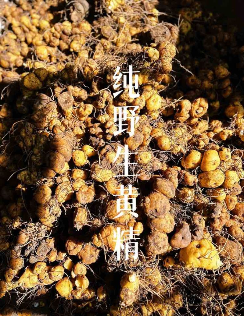 野生悬崖甜黄精