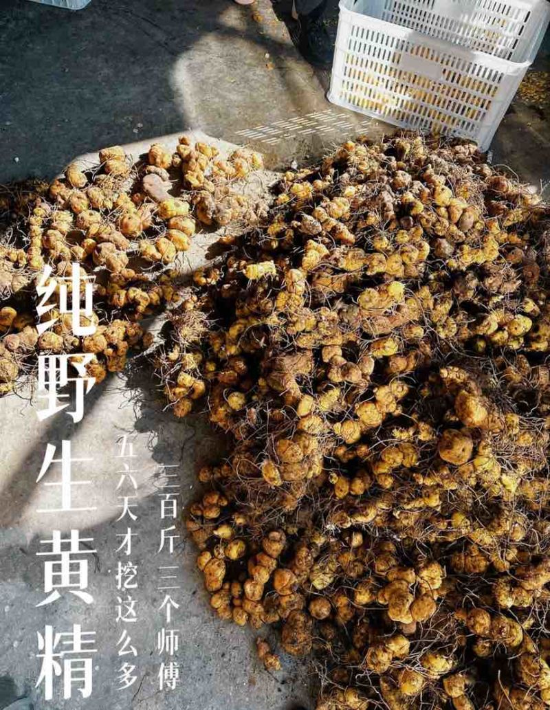 野生悬崖甜黄精