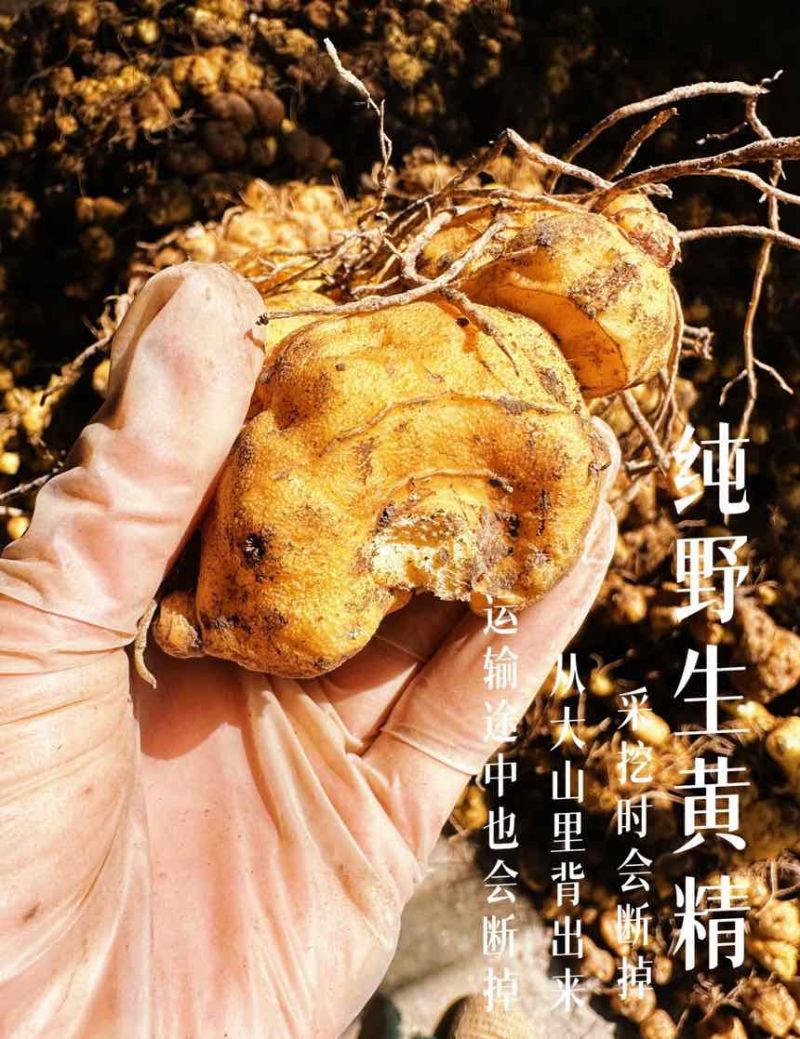 野生悬崖甜黄精