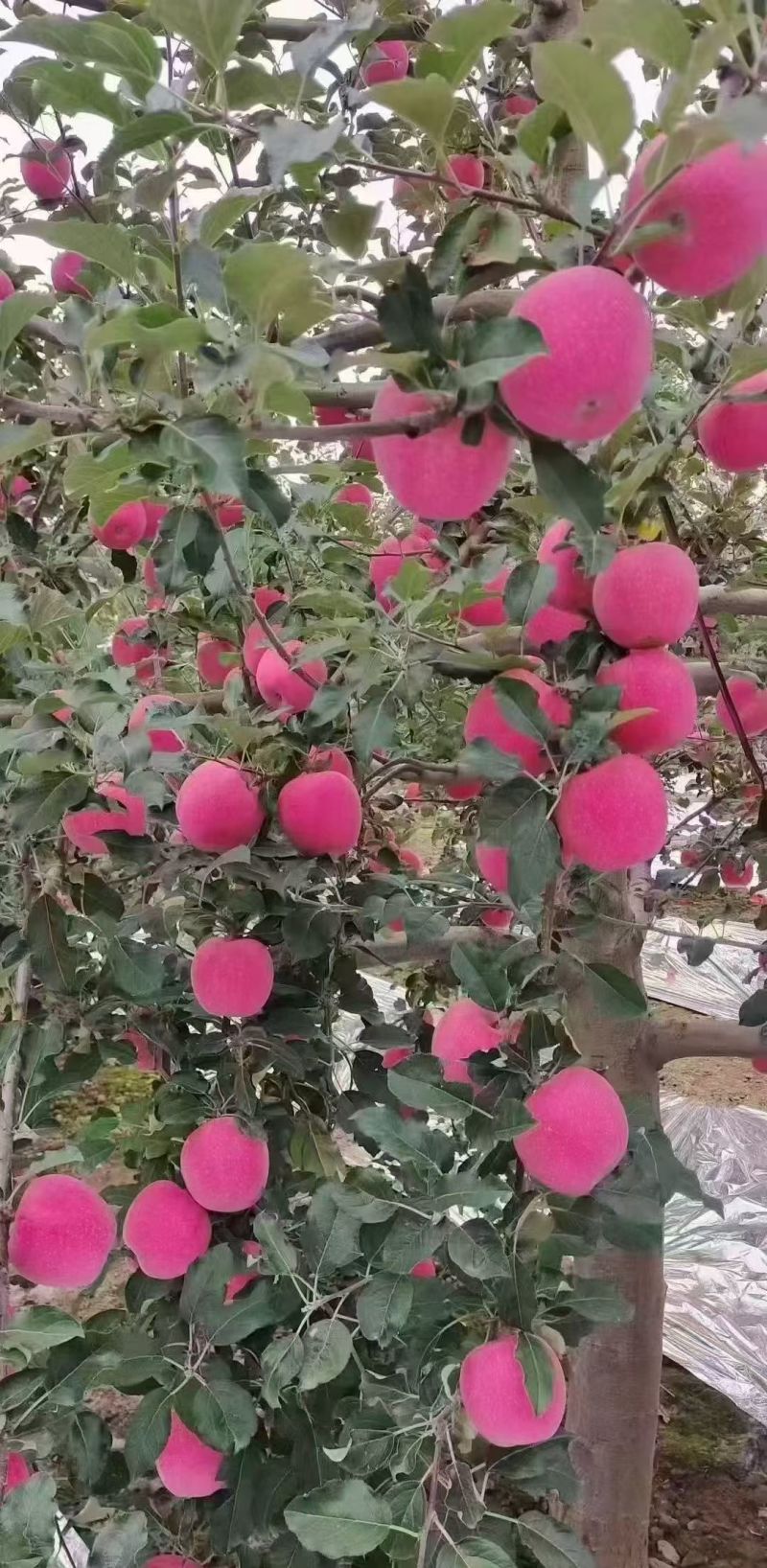甘肃静宁红富士