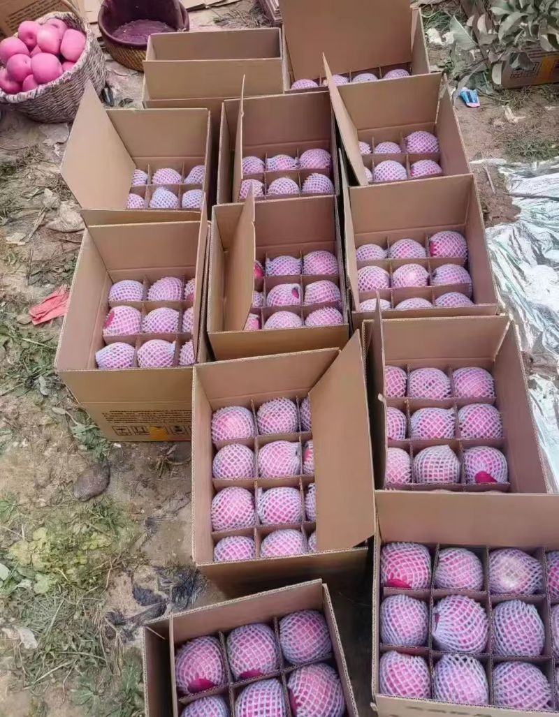甘肃静宁红富士