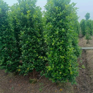 1.5m到3m的大量现货
