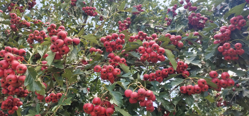 自家种的有机肥山里红山楂