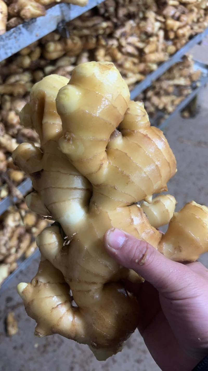 山东大姜鲜姜电商姜市场姜