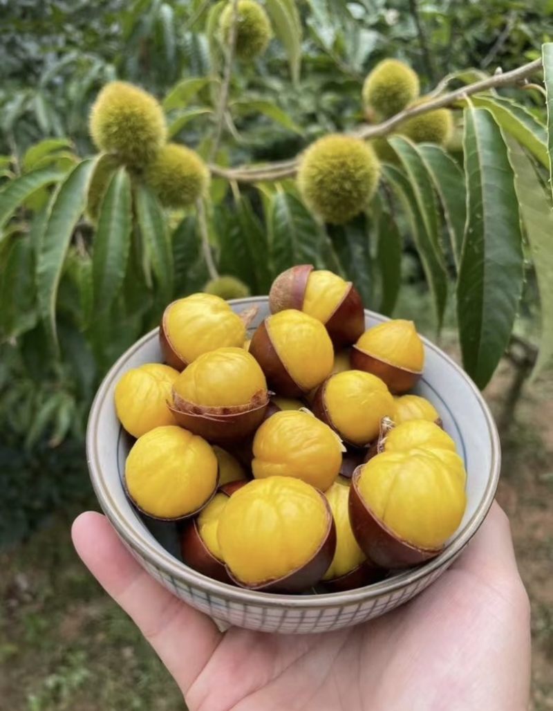 精品沂蒙山油栗子支持全国一件代发
