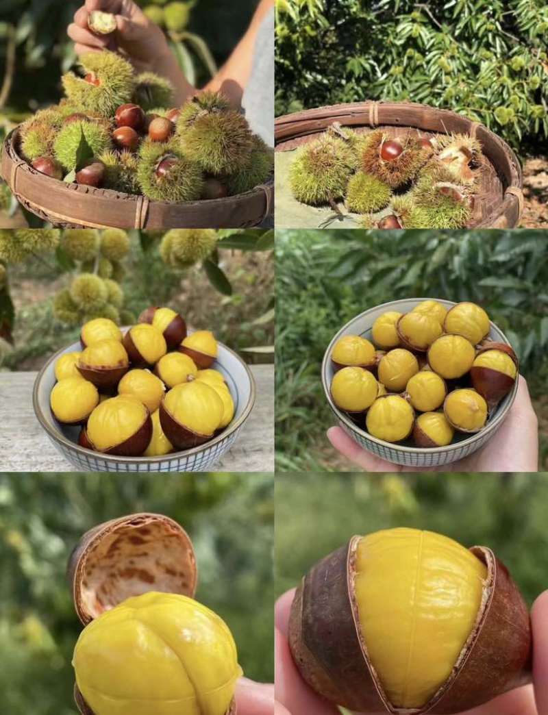 精品沂蒙山油栗子支持全国一件代发