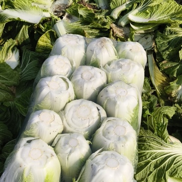 大白菜继续热销中