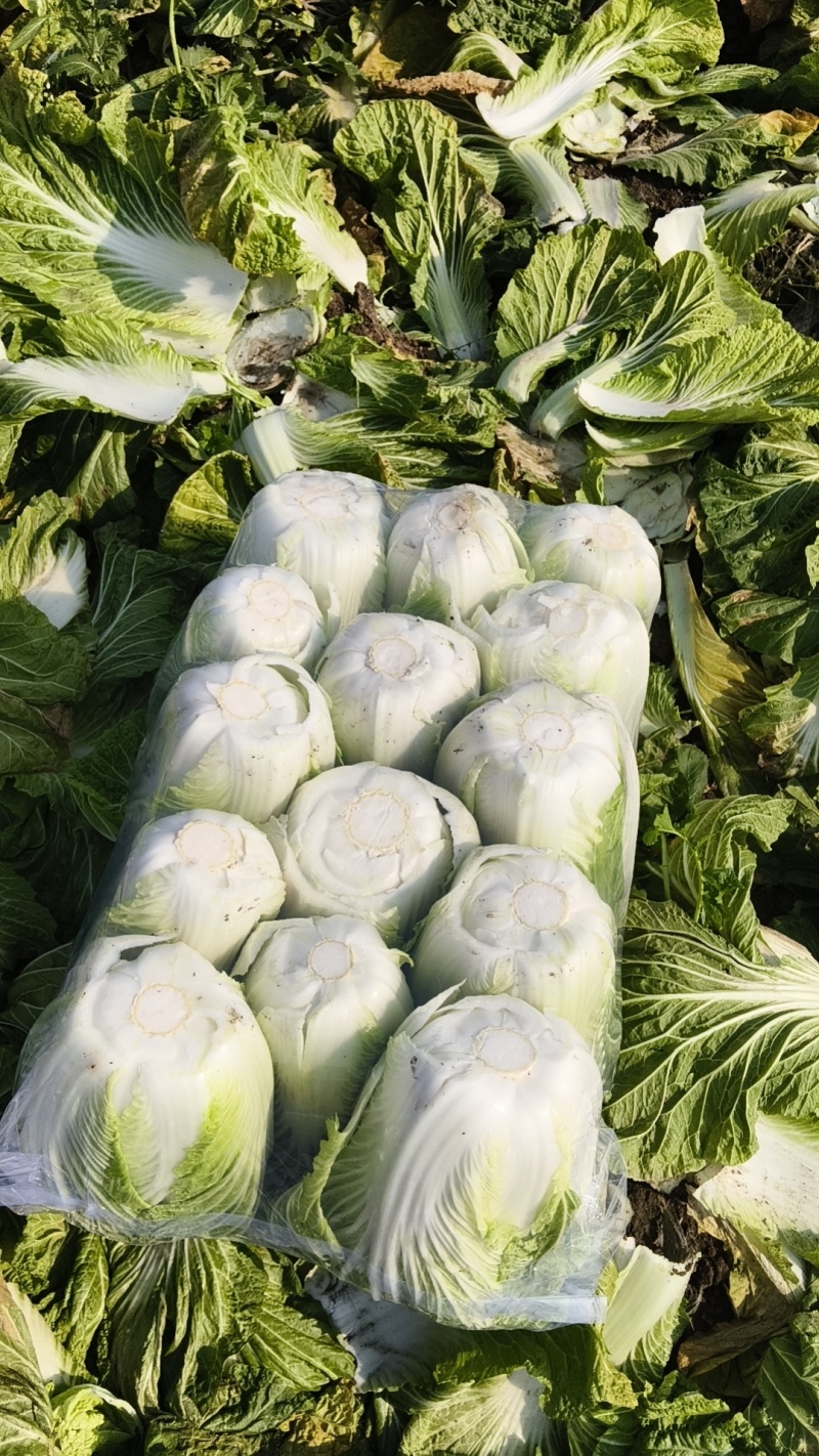 大白菜继续热销中