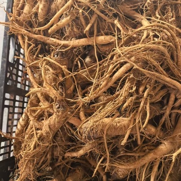 云南曲靖当归干货