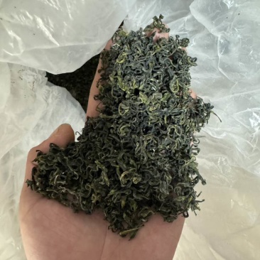 日照绿茶江北**茶，一品日照绿只做批发欢迎私聊
