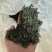日照绿茶江北**茶，一品日照绿只做批发欢迎私聊