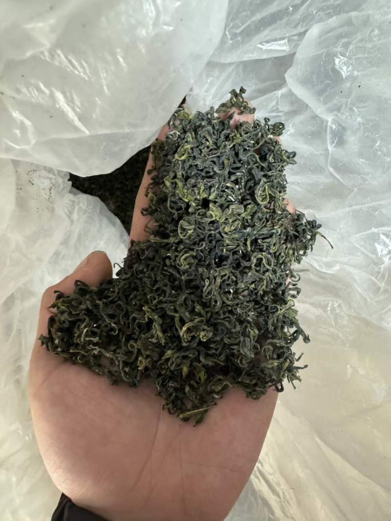 日照绿茶江北**茶，一品日照绿只做批发欢迎私聊