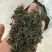 日照绿茶江北**茶，一品日照绿只做批发欢迎私聊
