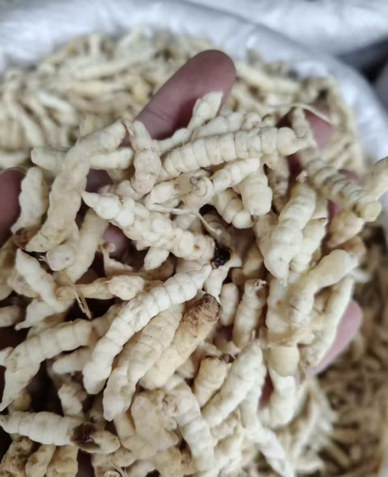 中药材地蚕（白虫草）