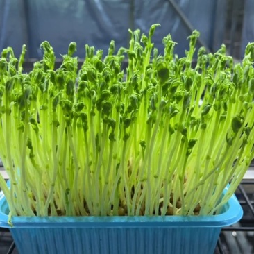 豌豆苗、火锅菜、