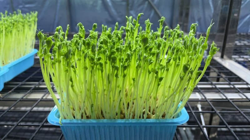 豌豆苗、火锅菜、