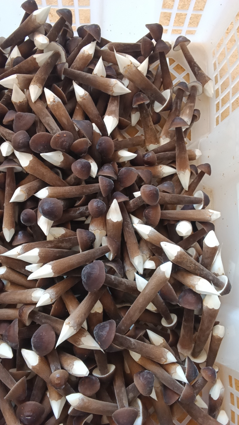 黑皮鸡纵箘