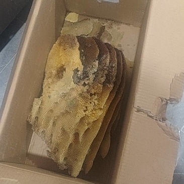 野生蜂巢