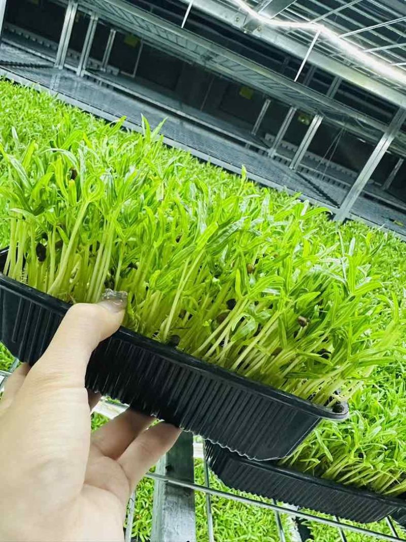 空心菜苗