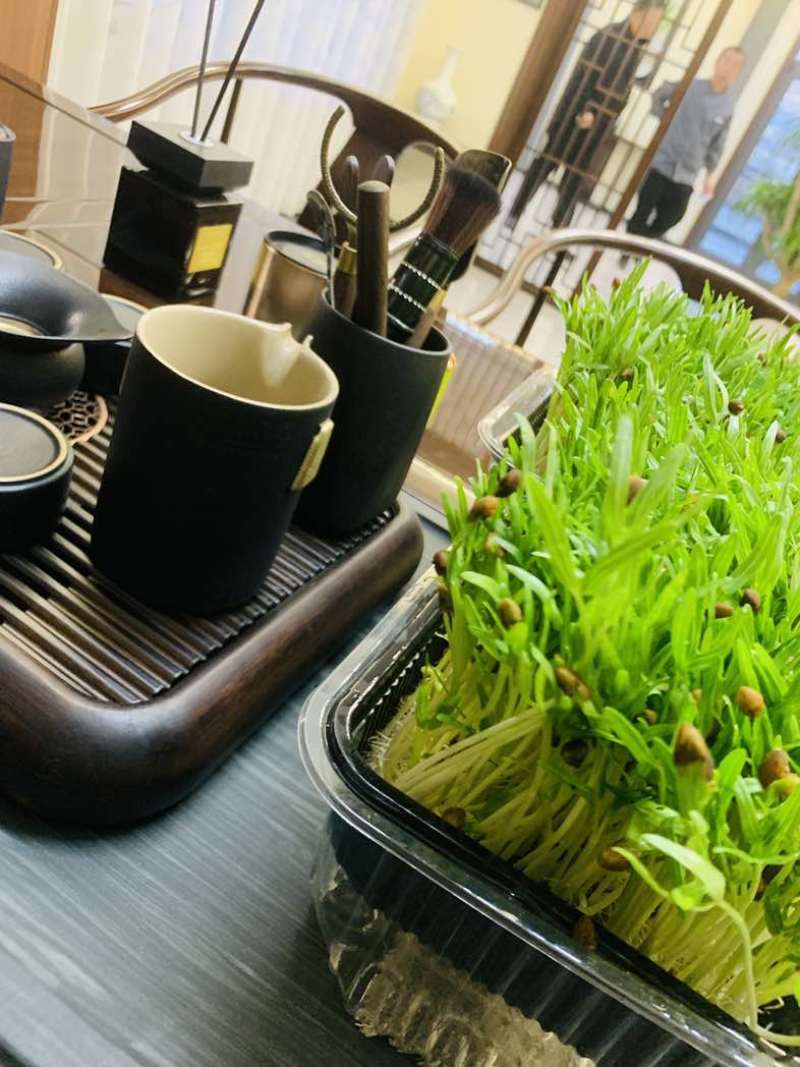 空心菜苗