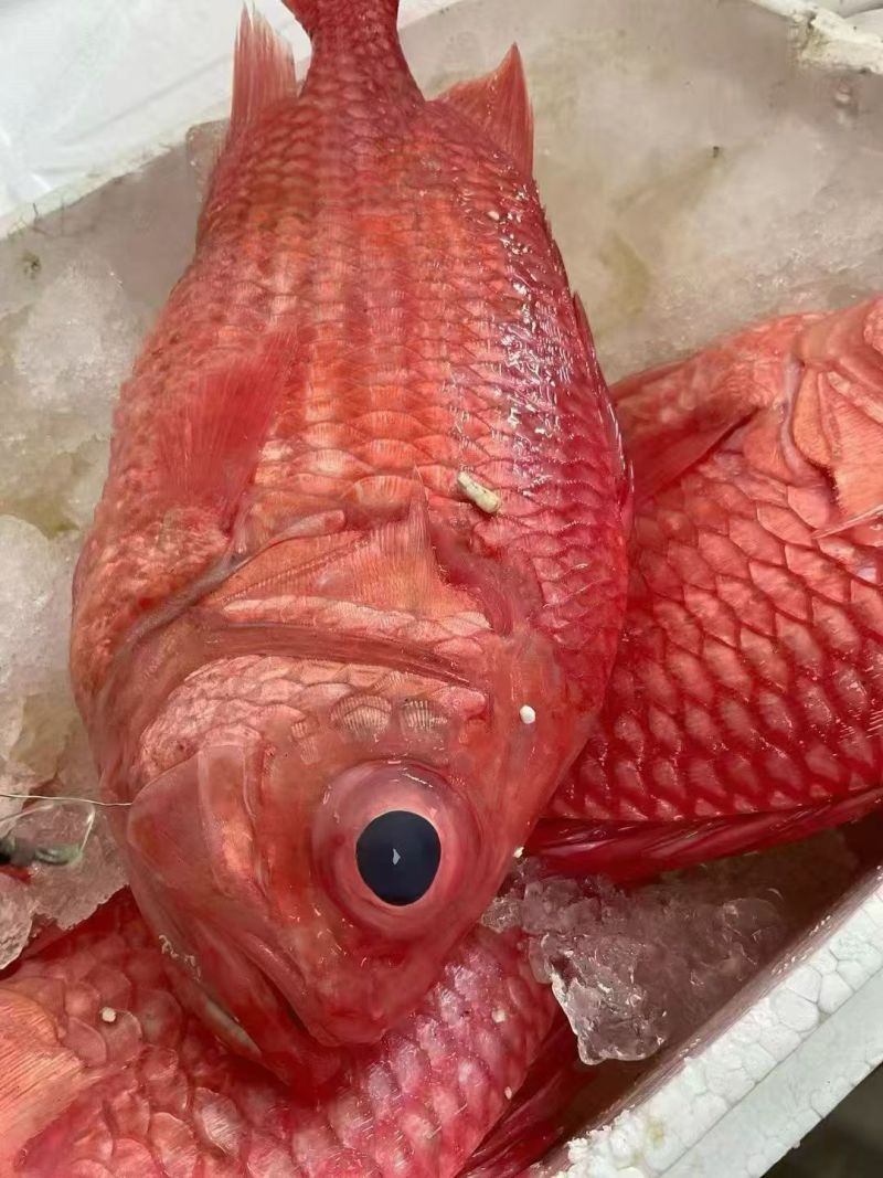 大眼鸡，红鹦哥，花歌立，秀歌立，老鼠斑，火点，黄尾鰤，黑喉。