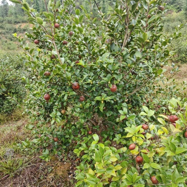 江西冷榨天然食品山茶油