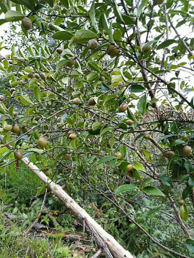 炎陵野生山茶油