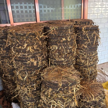 炎陵野生山茶油