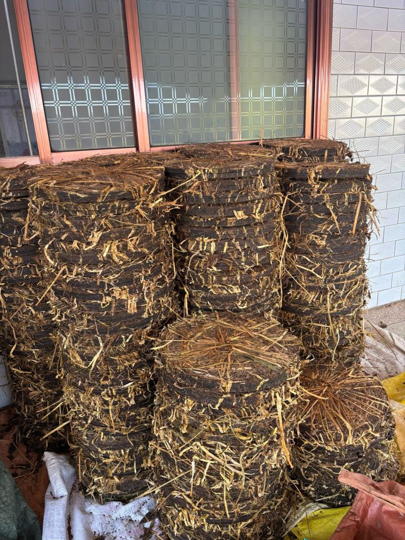 炎陵野生山茶油