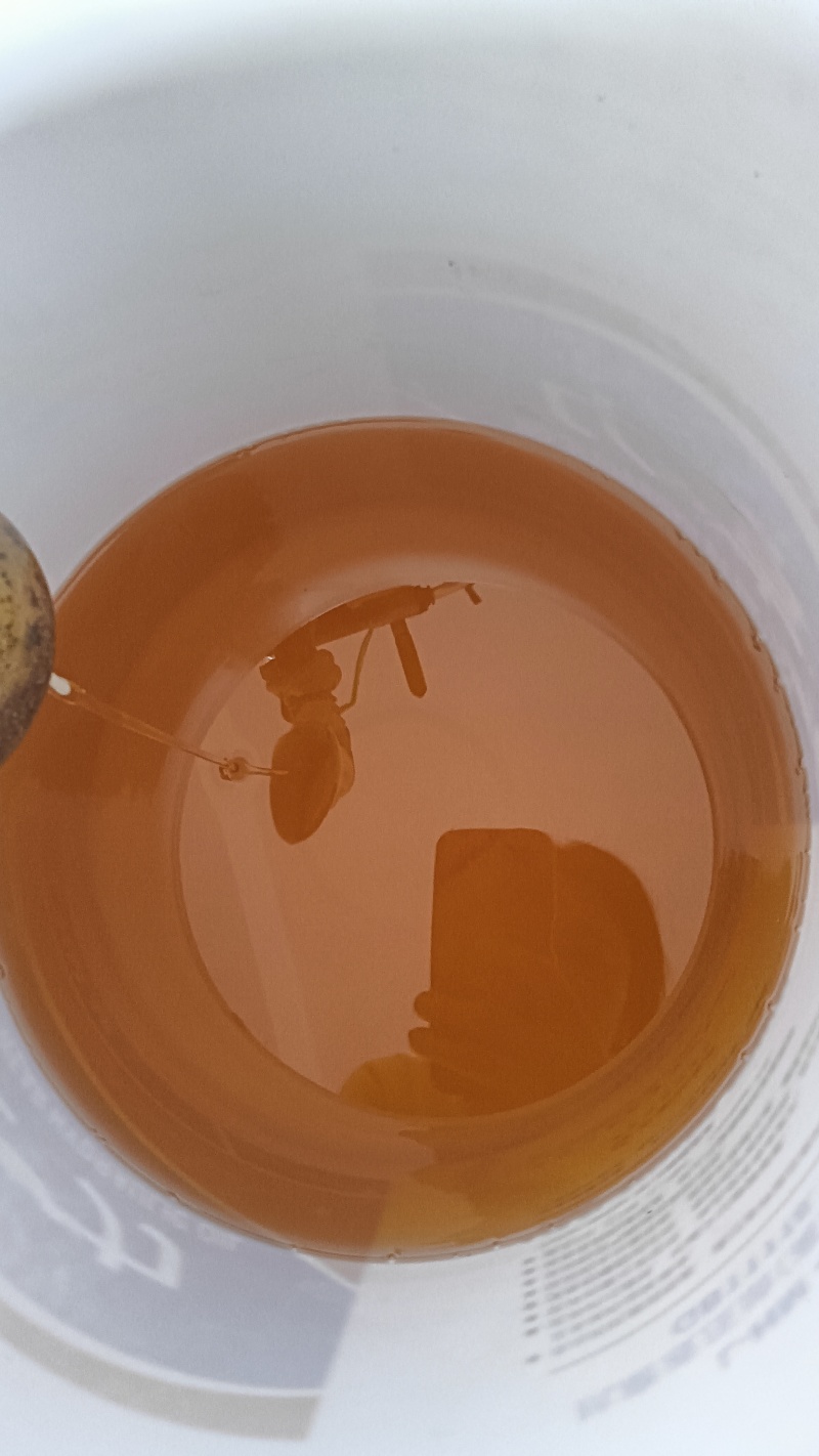 自家榨的铁核桃油，******