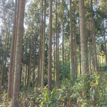 几十亩林地，直径80cm以上的枞树和成材杉木，在农村。