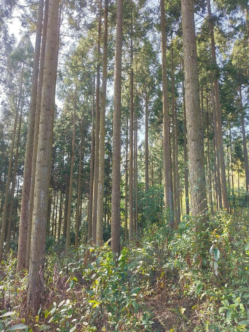 几十亩林地，直径80cm以上的枞树和成材杉木，在农村。