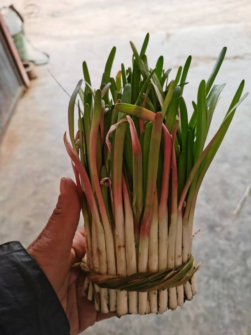 独根红韭菜