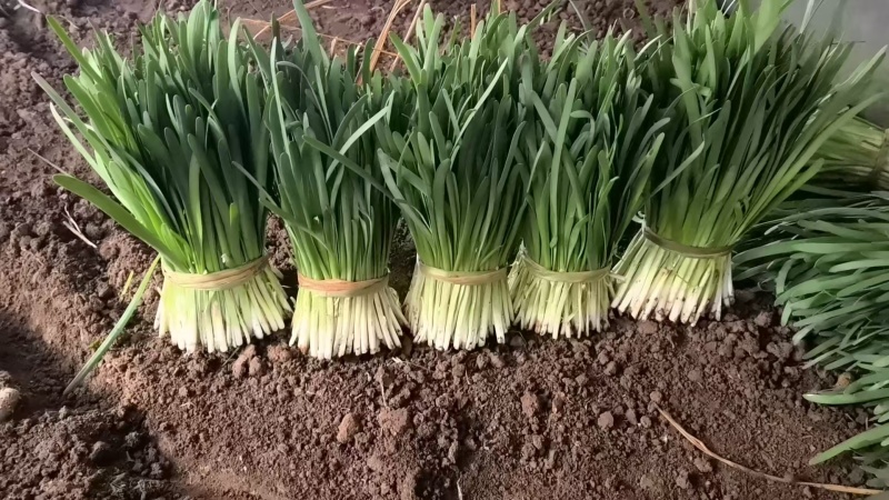 独根红韭菜