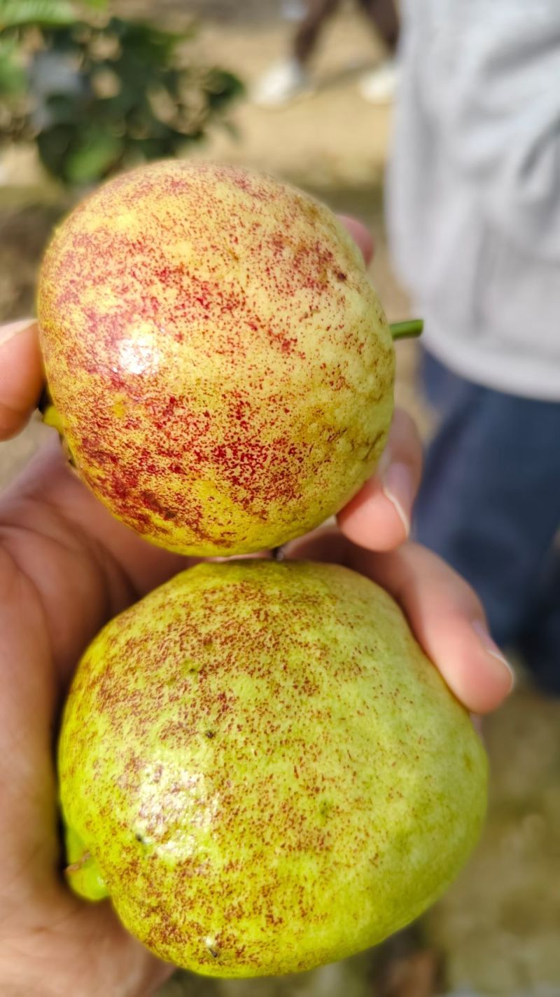 台湾红宝石芭乐